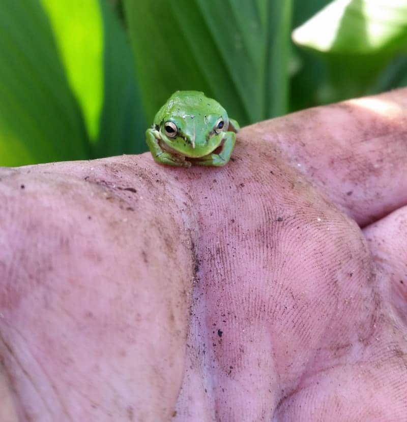 a small frog on my hand with turmeric leaves